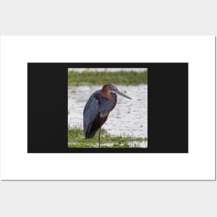 Goliath Heron Posters and Art